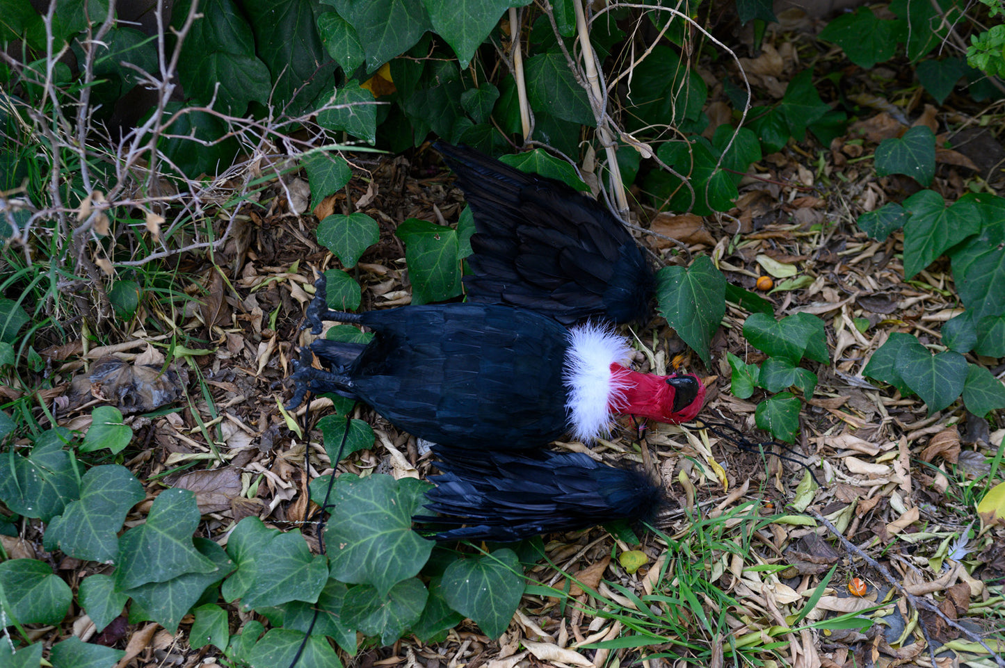 Dead Vulture Effigy 18 inch Tall, Deters Turkey & Black Vultures / Buzzards from Roofs, Trees and Cell Towers
