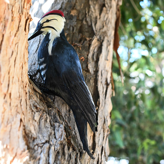 18" Woodpecker Decoy Effigy - Life-Like Woodpecker Deterrent & Decoration