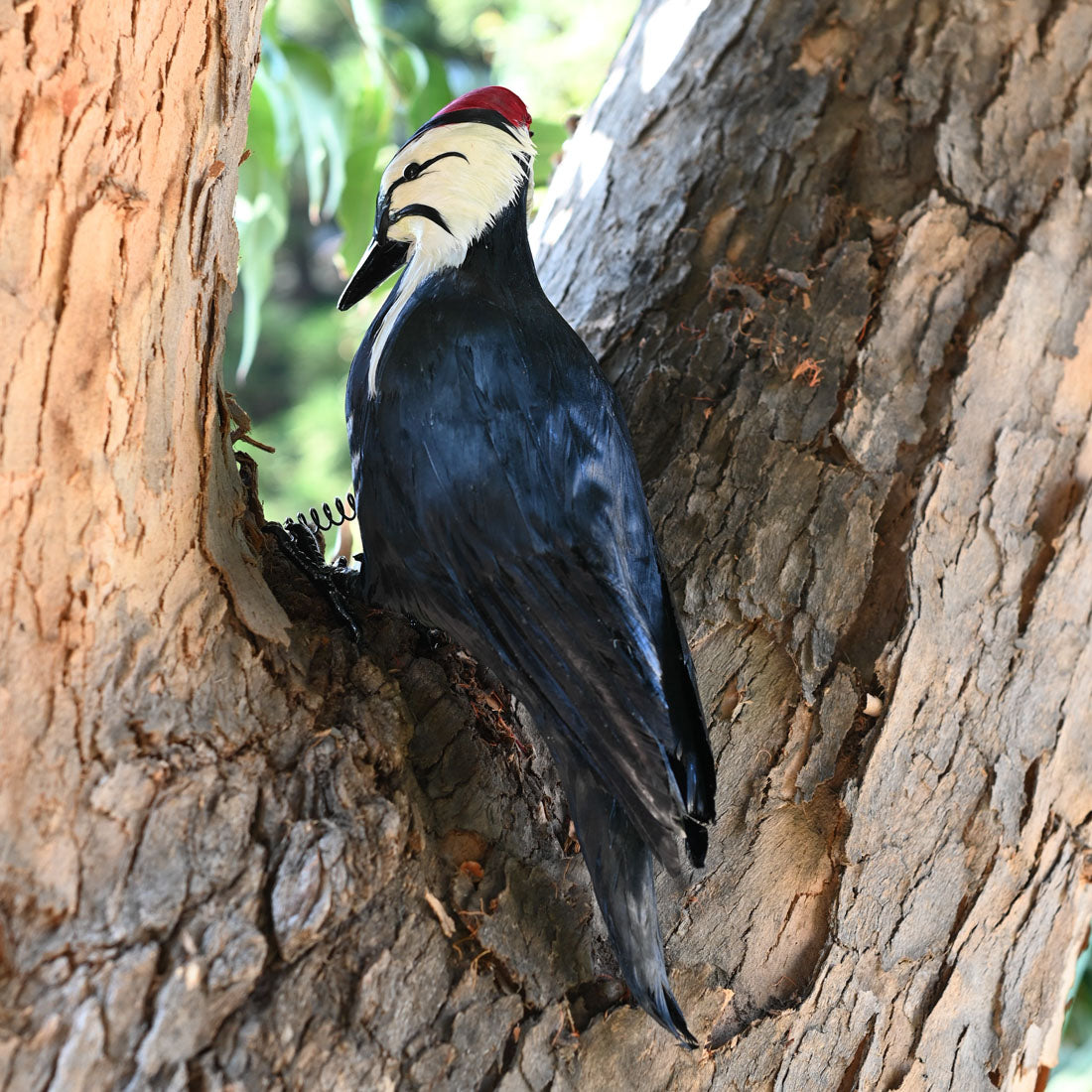 18" Woodpecker Decoy Effigy - Life-Like Woodpecker Deterrent & Decoration