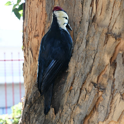 18" Woodpecker Decoy Effigy - Life-Like Woodpecker Deterrent & Decoration