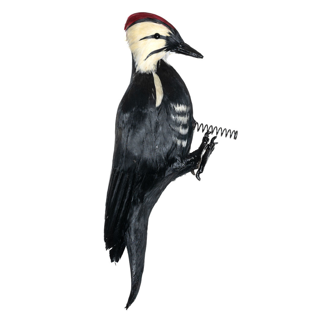 18" Woodpecker Decoy Effigy - Life-Like Woodpecker Deterrent & Decoration