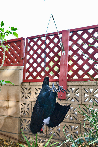 Dead Vulture Effigy 18 inch Tall, Deters Turkey & Black Vultures / Buzzards from Roofs, Trees and Cell Towers