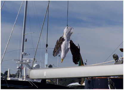 Dead Seagull Bird Deterrent Scares Away Gulls - Bird Decoy for Boats, Marinas & Docks