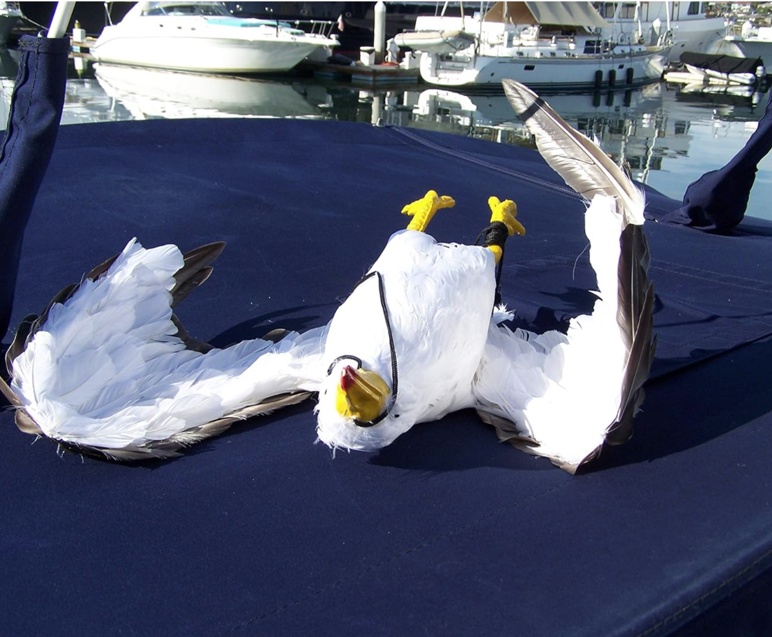 Dead Seagull Bird Deterrent Scares Away Gulls - Bird Decoy for Boats, Marinas & Docks